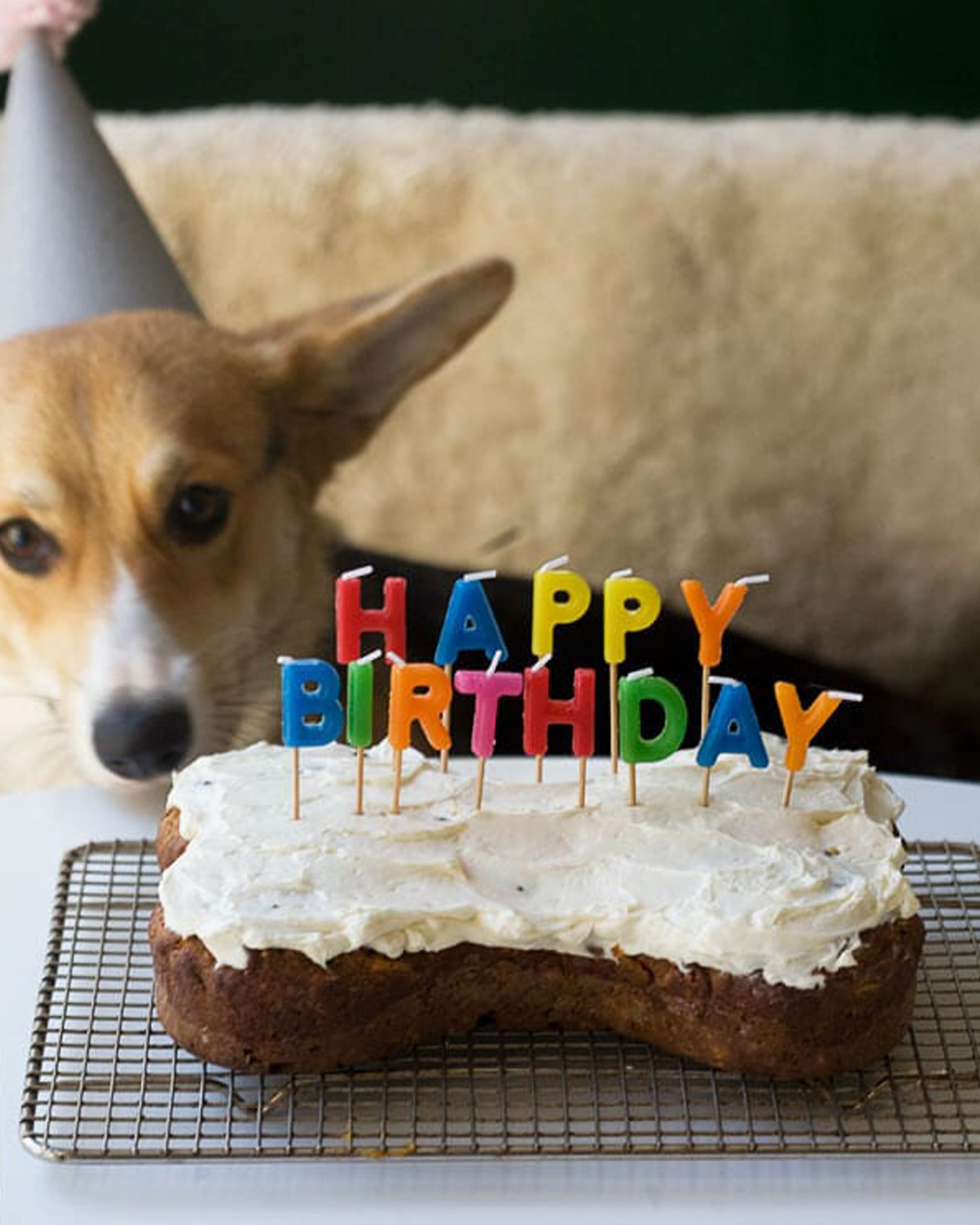 9 Dog Birthday Cake Recipes Without Peanut Butter