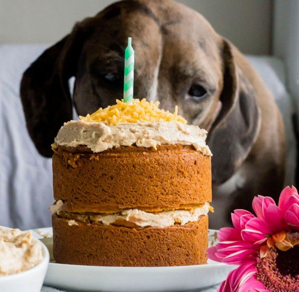 Birthday Cake For Dogs: 30 Easy Doggie Birthday Cake Ideas ...