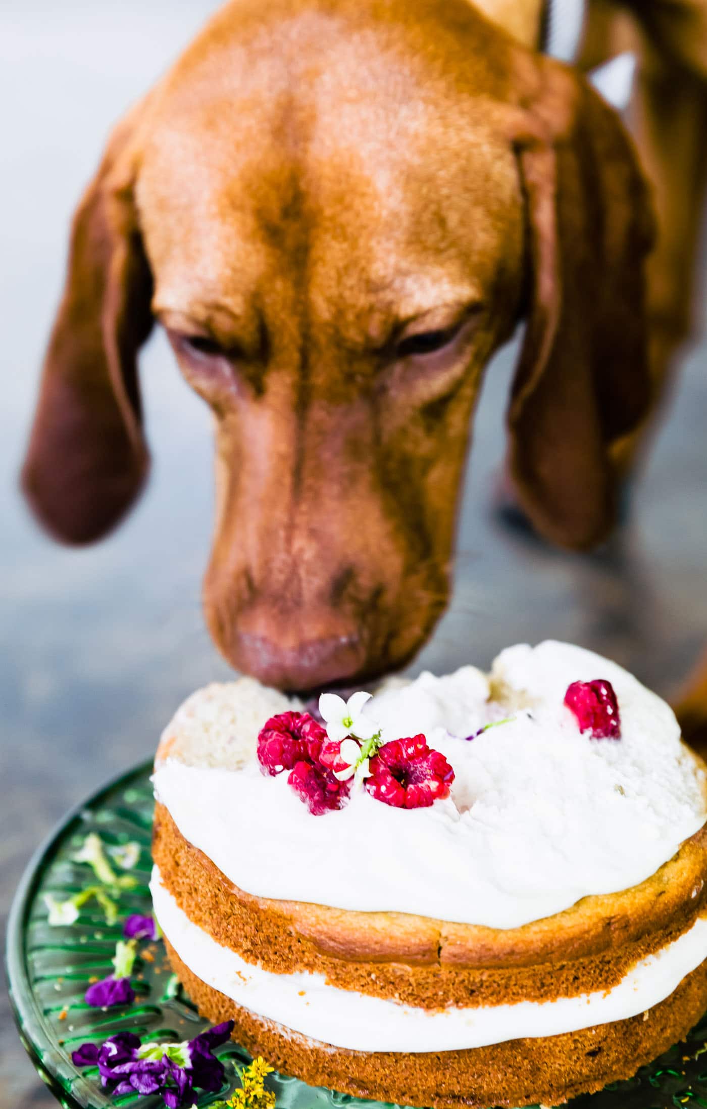 Birthday Cake for Dogs (Grain Free Recipe)