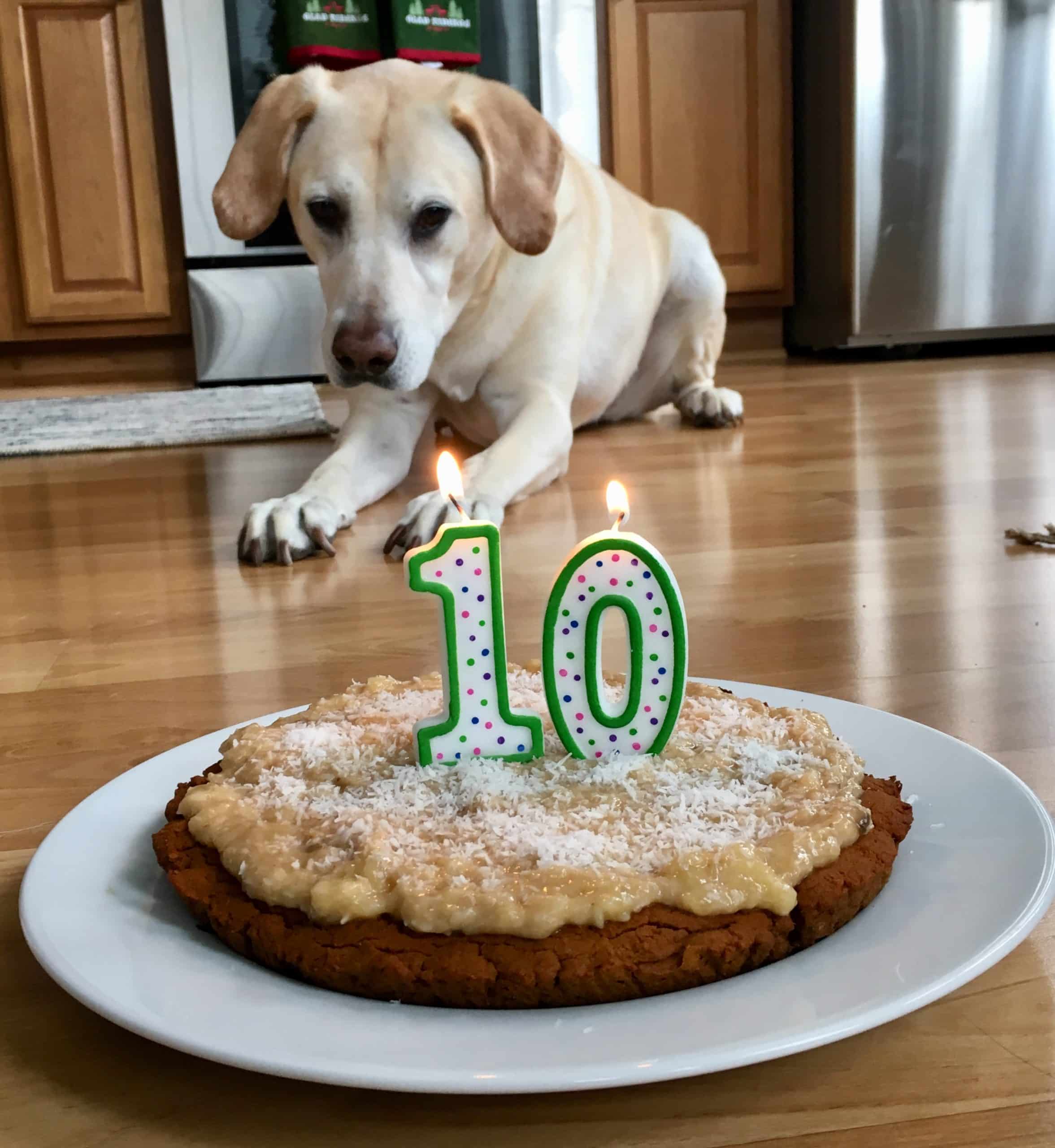 Dog Birthday Cake (gf) â The Sisters Kitchen