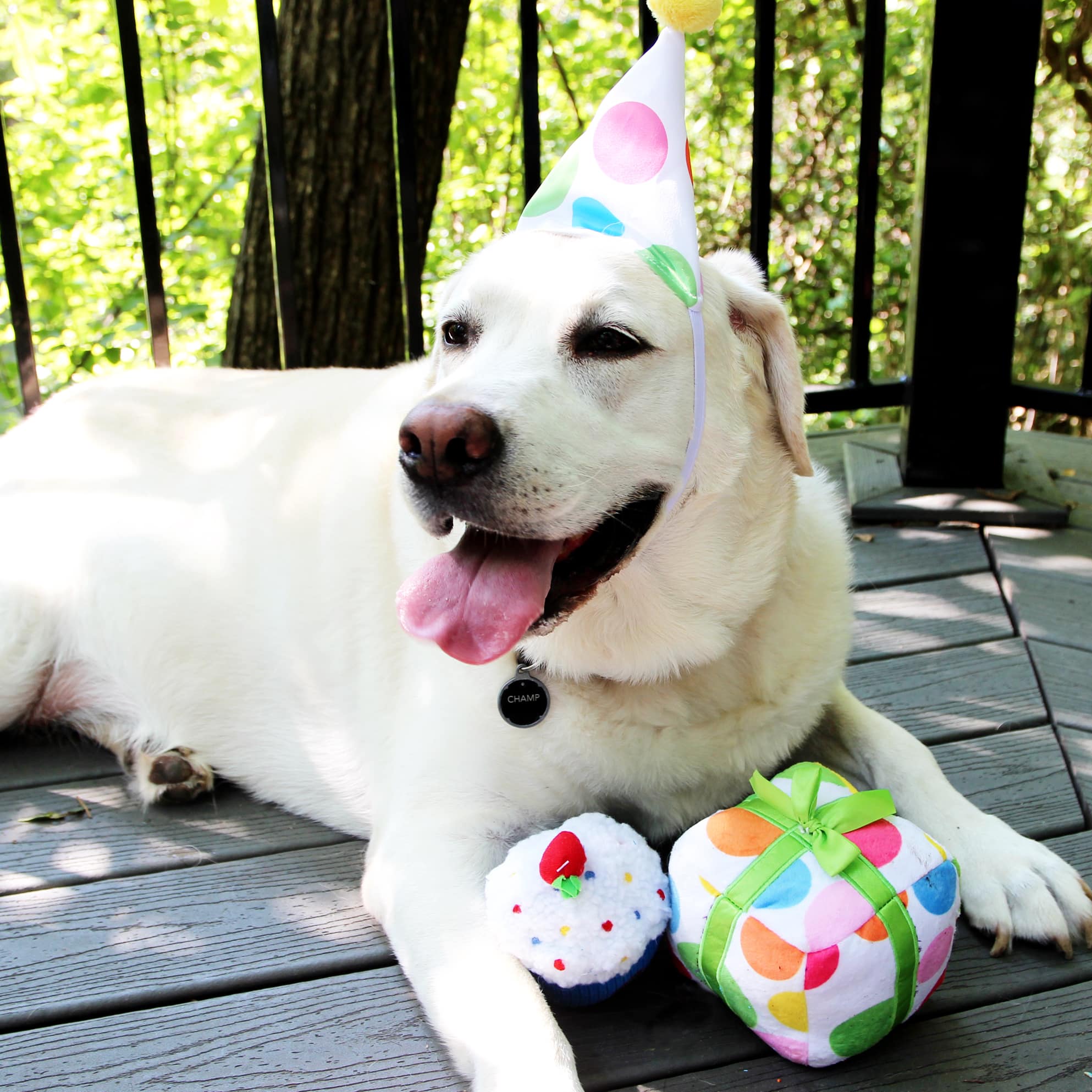 dog birthday cake petsmart