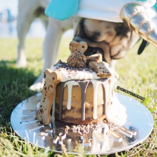 Dog friendly cake recipe