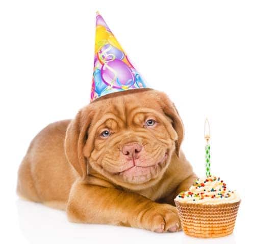 PetMd: What To Do If Your Dog Eats Cake