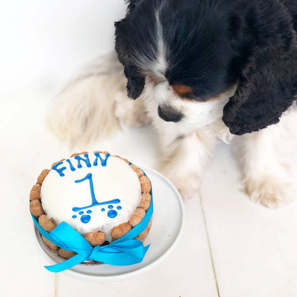 round dog birthday cake by arton &  co.