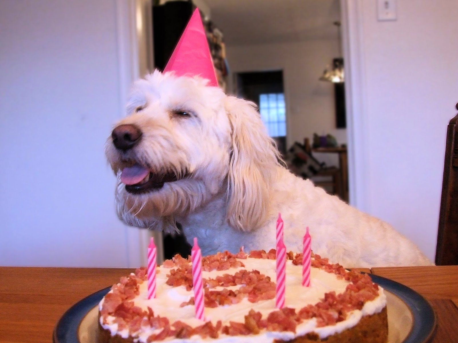 Rules of the Jungle: The big surprise: a dog birthday cake