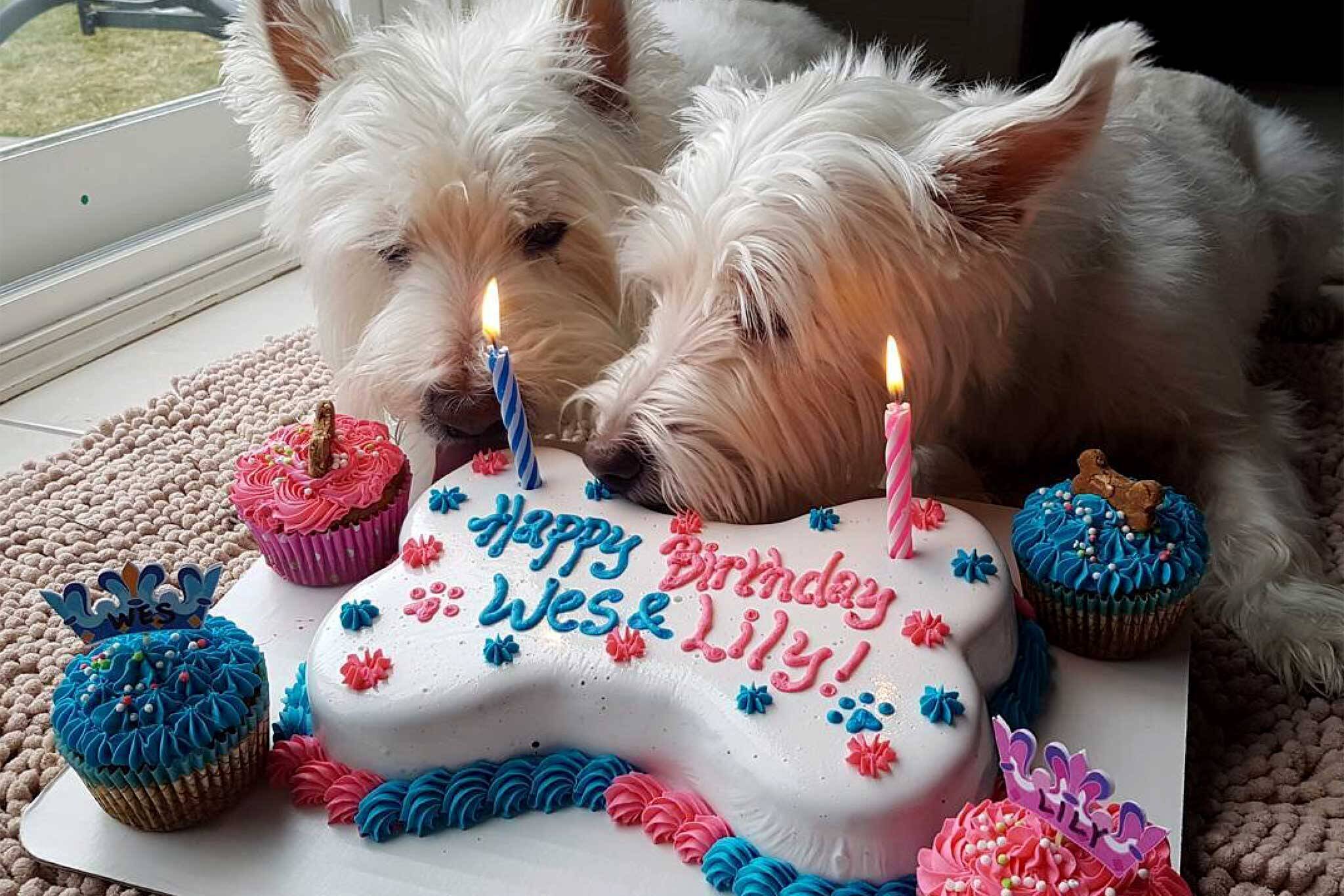 Toronto bakery will make your dog a birthday cake